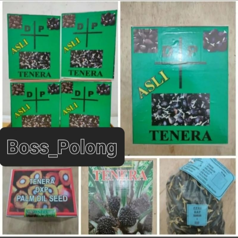 Ready bibit benih kelapa Sawit DxP TENERA Bersertifikat