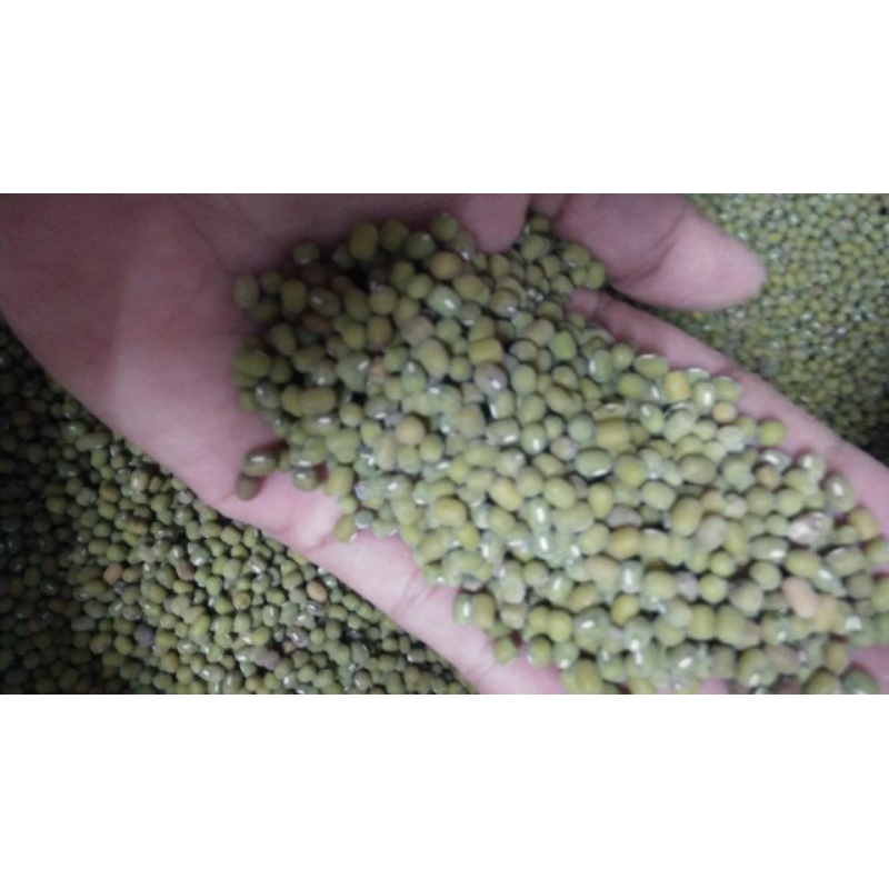 kacang ijo hijau organik termurah 1 kg grade B Lokal