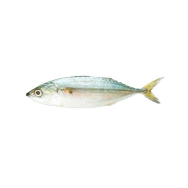 

Ikan Kembung Frozen 1 KG 10-12 Ekor perpack
