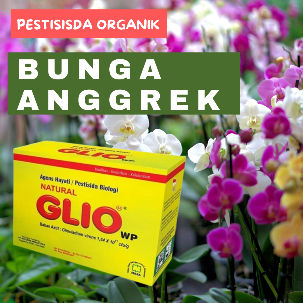 Obat Anti Layu Fusarium  Bunga Anggrek Fungisida organik Obat Organik Akar gada Anggrek