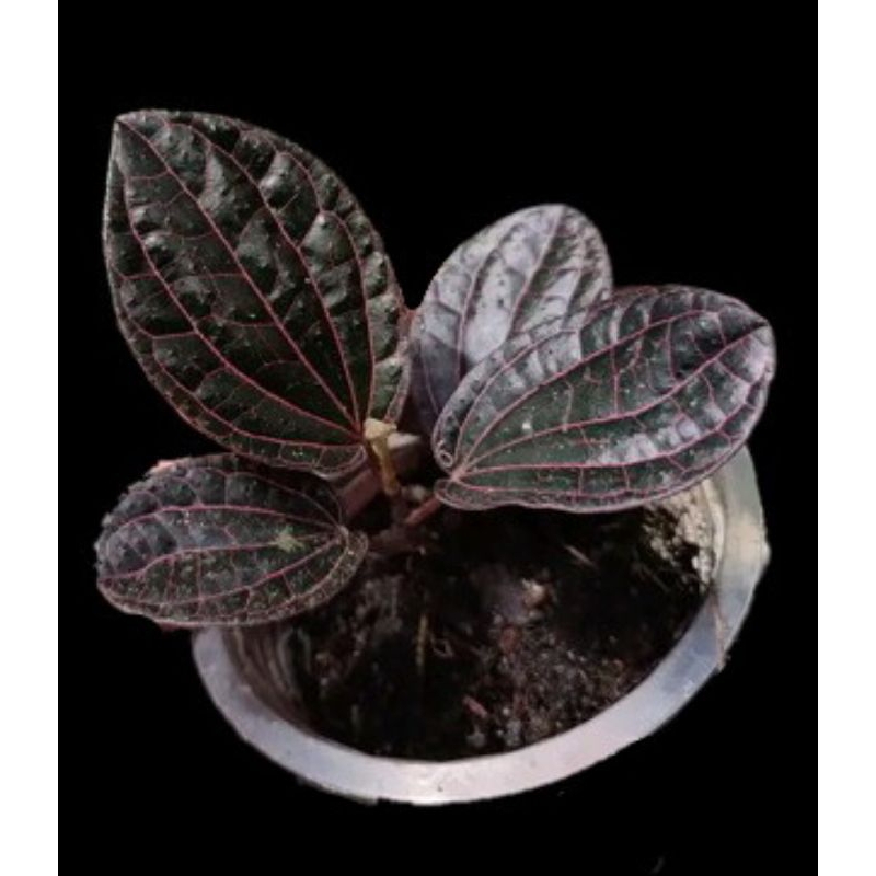 Piper Red Sp Sekadau Borneo