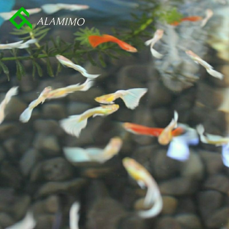 Ikan hias hidup air tawar gupy guppy gupi