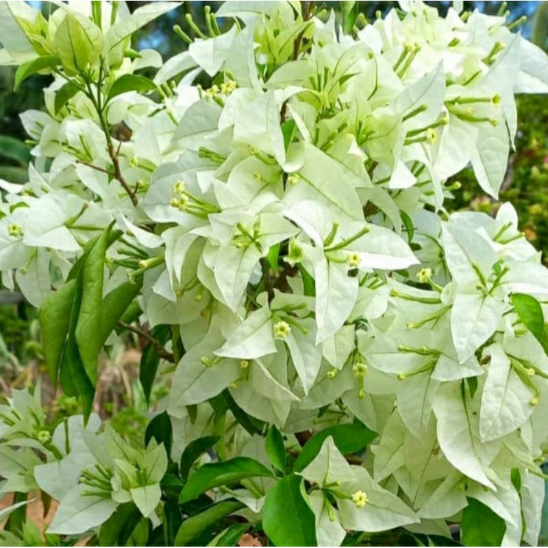 Bunga Bougenville Bangkok Putih Tanaman Hias