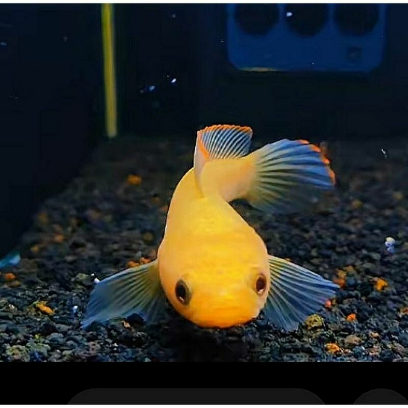 limbata golden xhantic -+6 cm premium