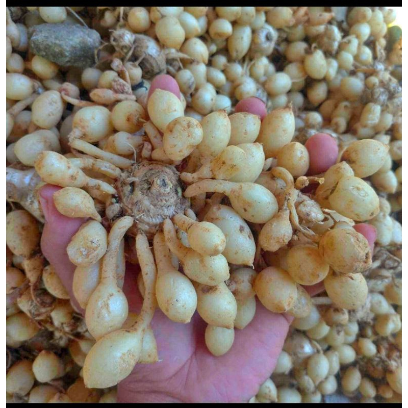 

Kunyit putih fresh segar 1 kg / rimpang kunyit putih