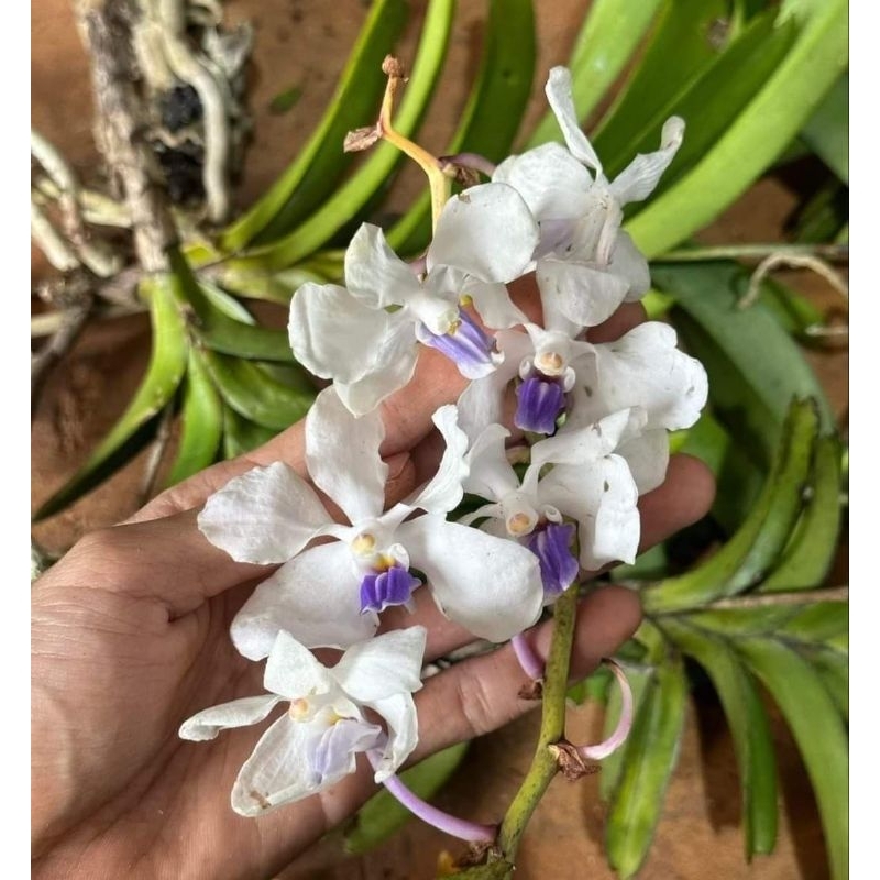 Anggrek Vanda Coerulea Var Alba