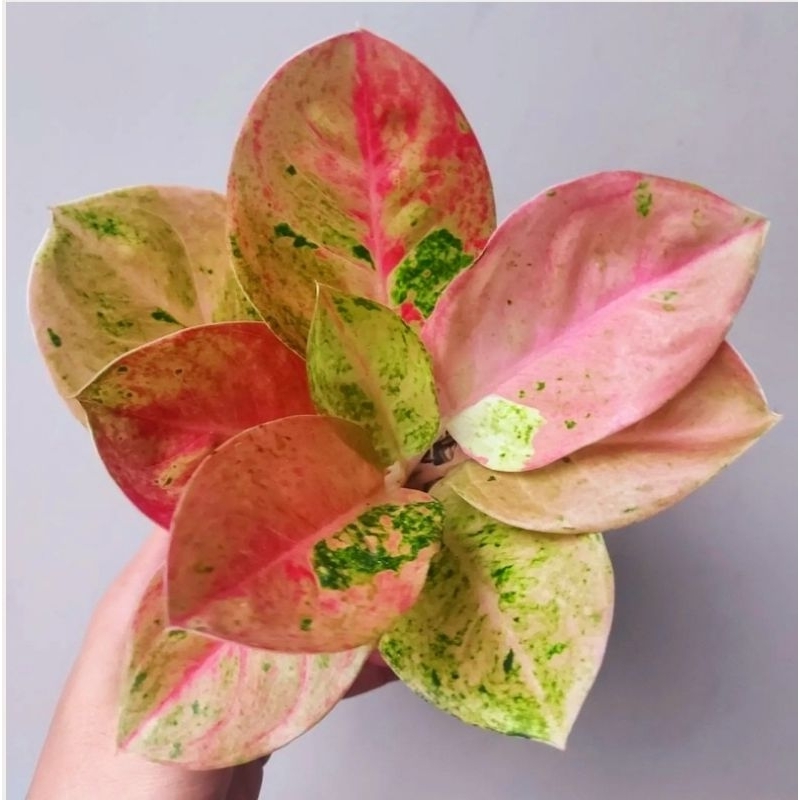 [Bisa COD]Aglonema emerald//tanama hias emerald//aglonema murah meriah//tanamanhias rumah cantik//ag