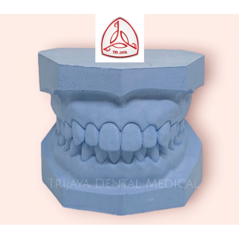 Trijaya Dental Medical Model gigi gips/ Study model gigi gips