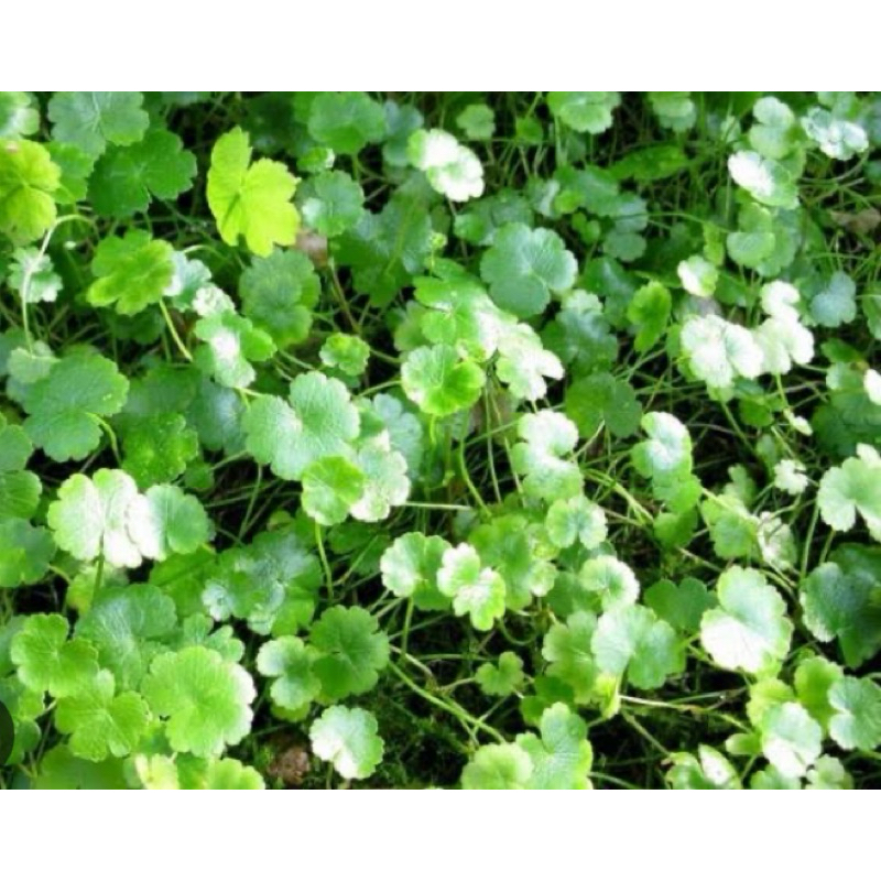 

Daun patikim segar / daun semanggi gunung segar 1 kg-az