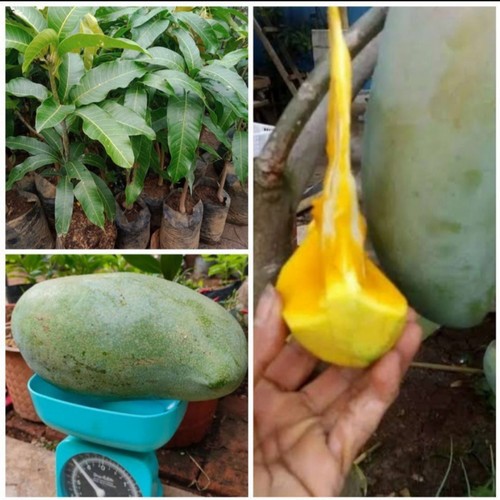 BIBIT TANAMAN BUAH MANGGA MAHATIR BUAH JUMBO