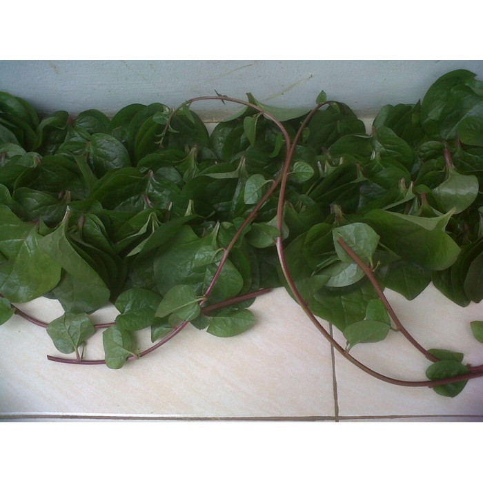 

Daun binahong segar - Heartleaf maderavine madevine / Deng san chi) 500grm