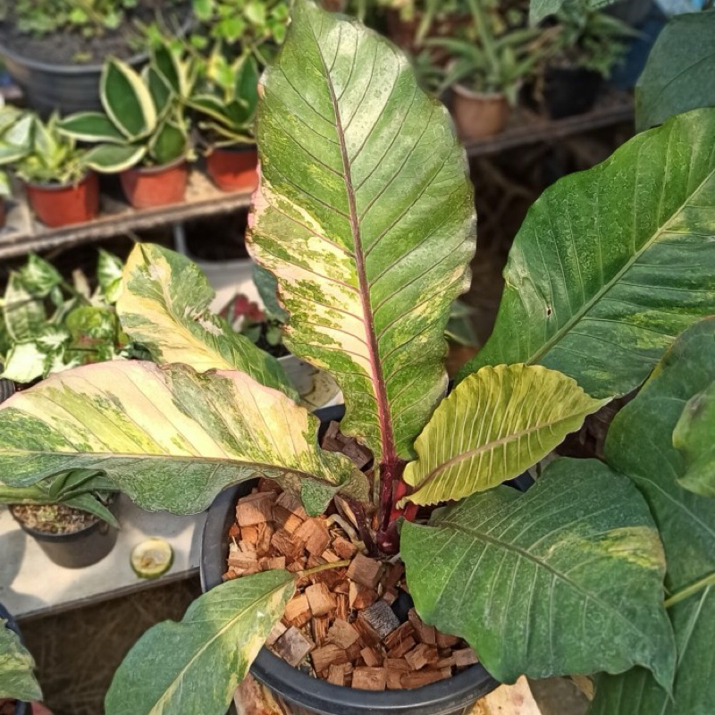 Tanaman hias Anthurium Hokeri Varigata Kuning semi Pink Remaja