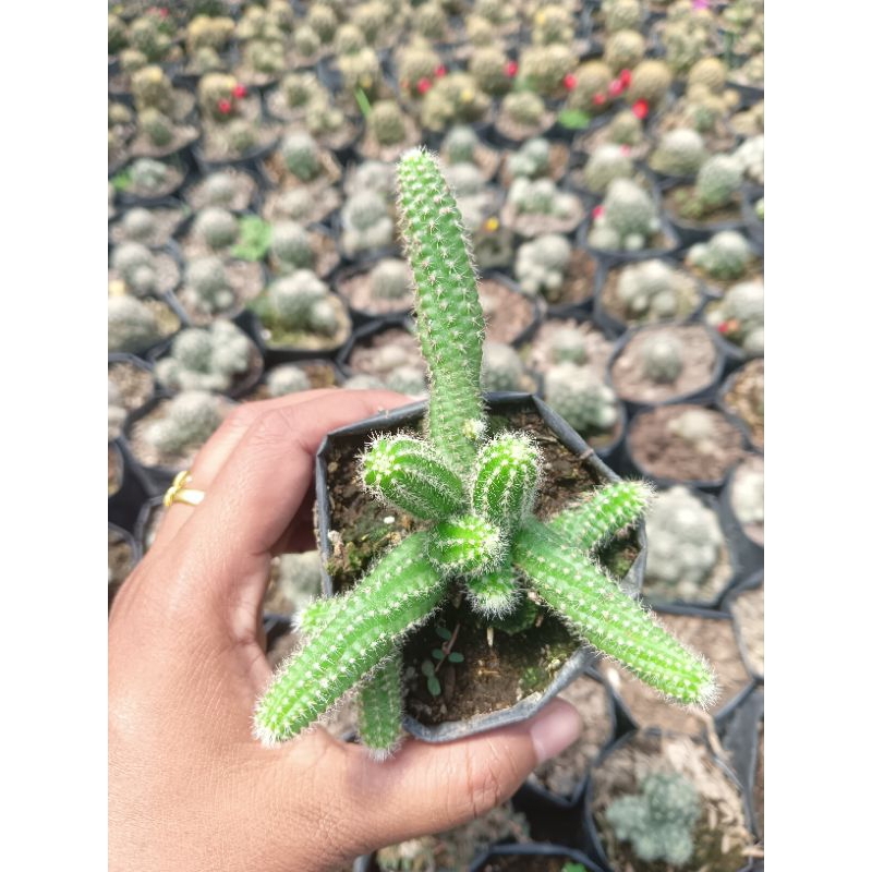 Kaktus / Sukulen Gantung