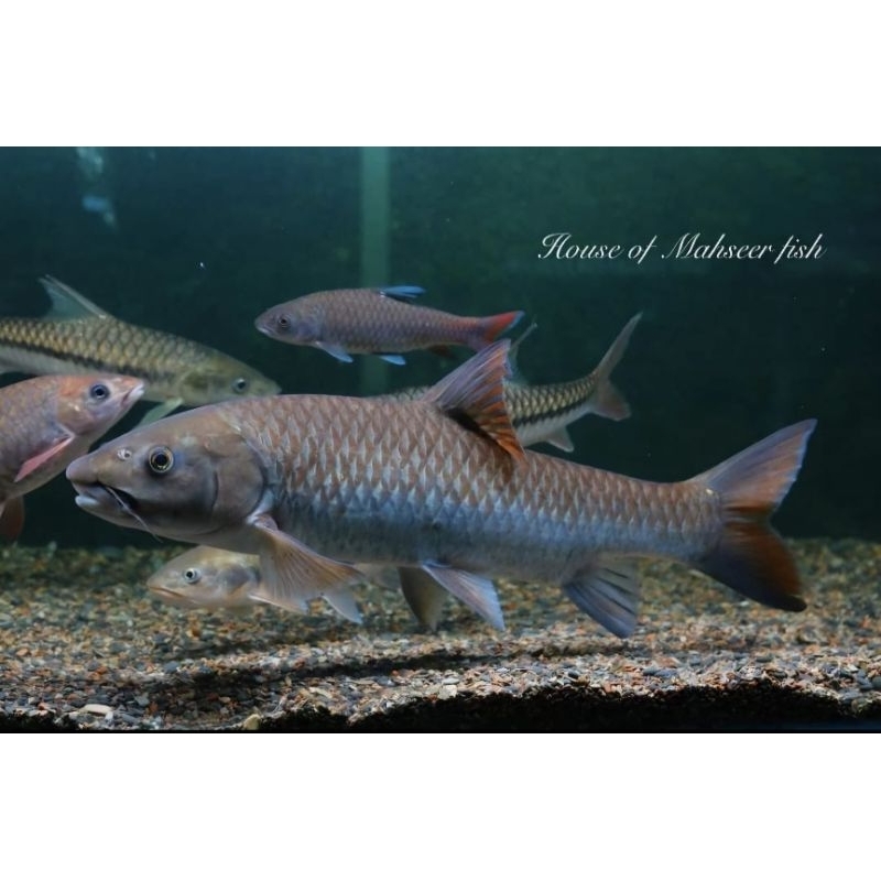 Tor Qiojiensis Chinesse Red Mahseer 12cm