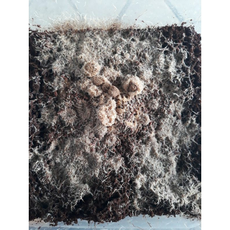 cacing grindal worm starter