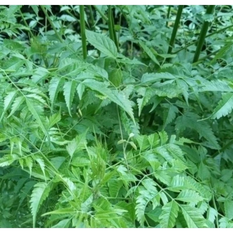 

daun MINDI MIMBA SEGAR di petik dadakan saat ada orderan masuk, herbal obat Ampuh DAUN MINDI SEGAR-minimal order 3x harga yang tertera di atas untuk 250gr