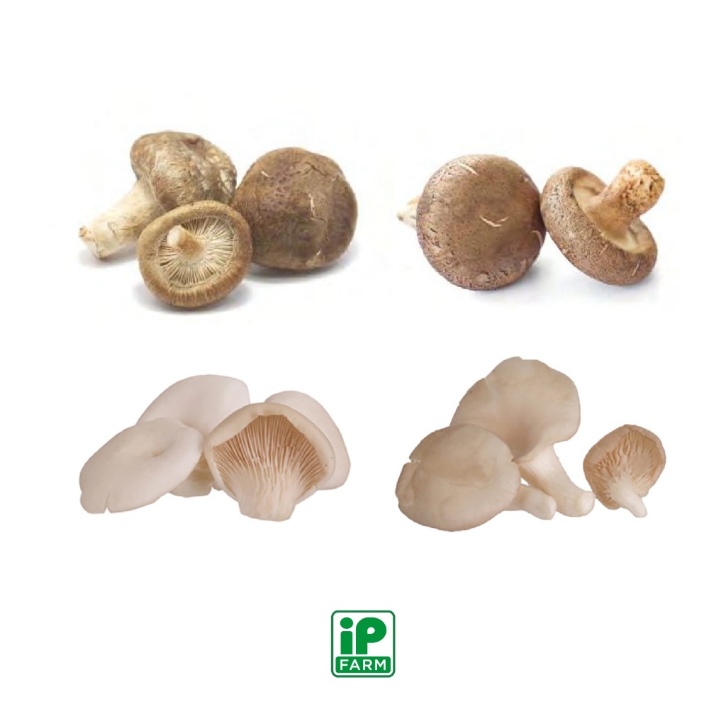 

Mix Mushroom Package