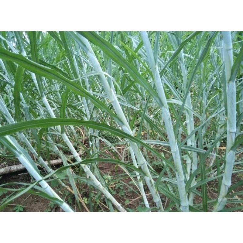 Bibit rumput zanzibar Asli