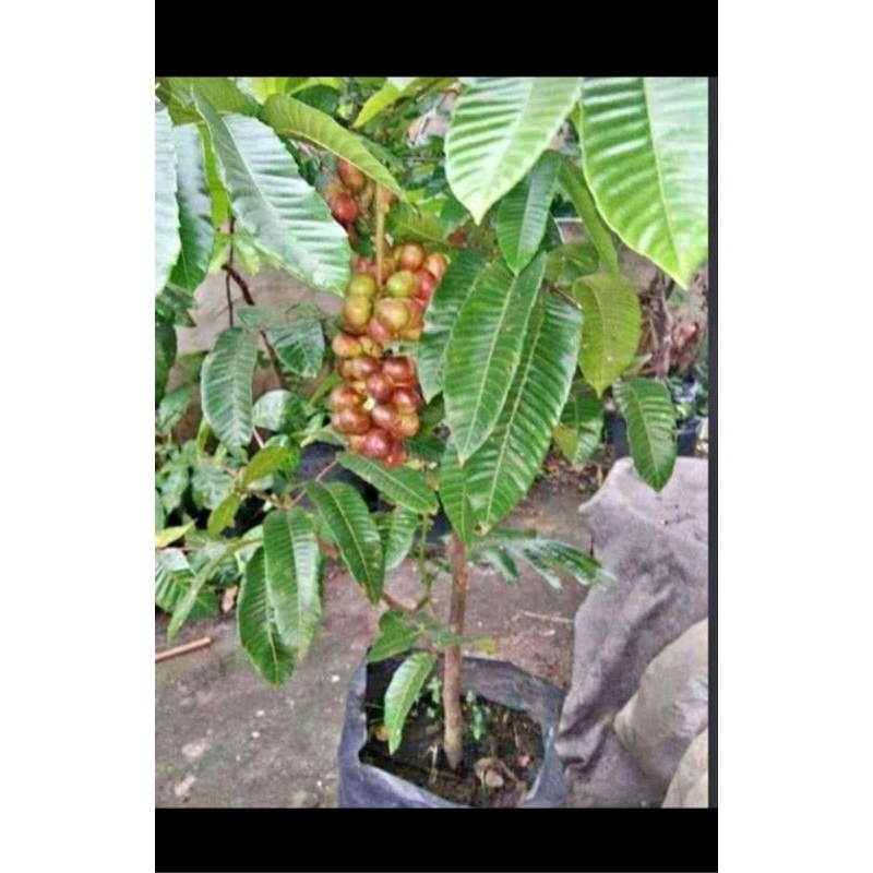 bibit tanaman berbuah cepat okulasi dikirim full media buah matoa okulasi siap berbuah