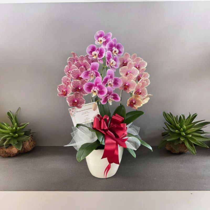 Rangkaian Anggrek bulan koleksi,Taiwan premium isi 3 pohon,bunga hidup untuk hadiah,kado,buket.