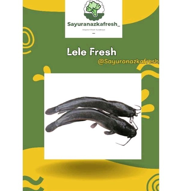 

Lele Segar[±500gr-±1kg]