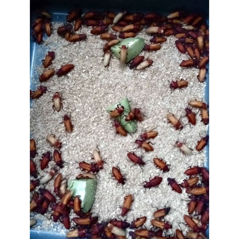 Kumbang Jerman Fres Satuan (pcs/ekor)