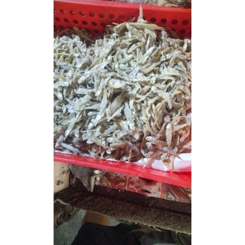 

ikan teri gepeng