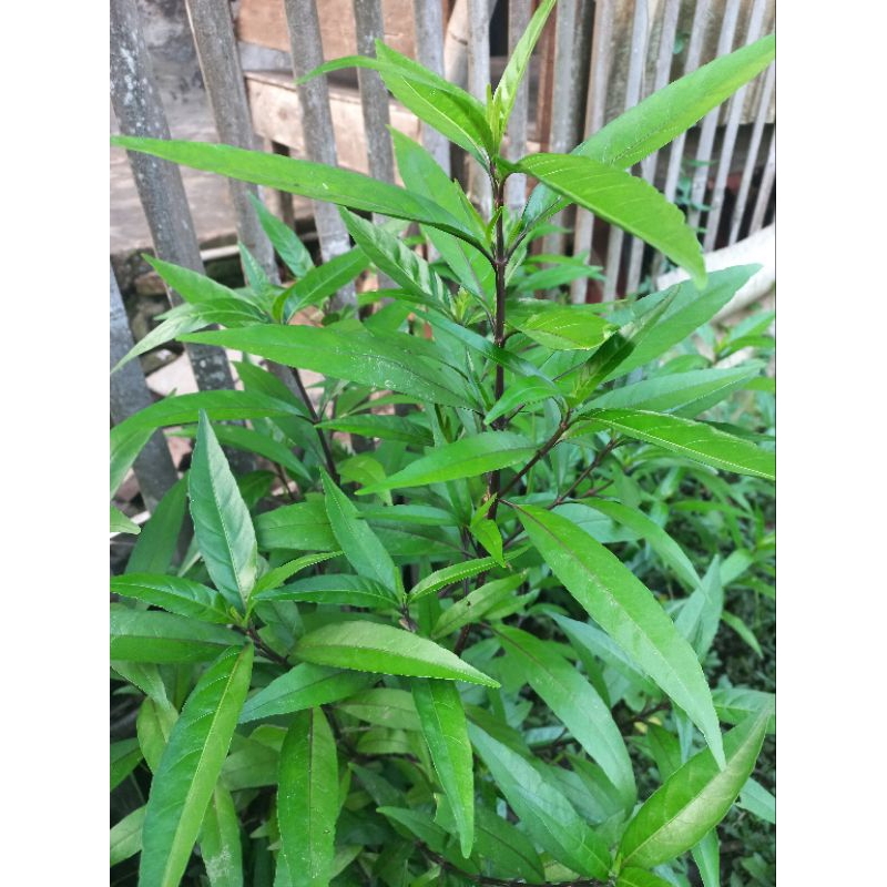 

100 lembar daun prasman/ ganda rusa fresh petik langsung saat di pesan