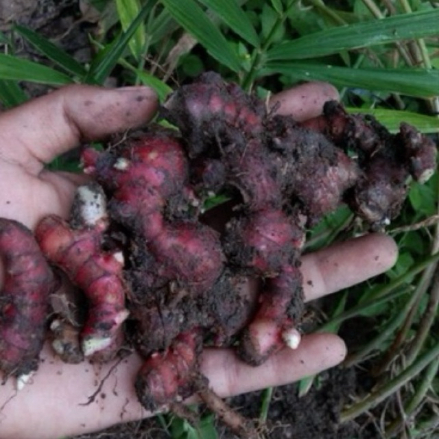 

Jahe Merah 500Gr Asli Tanam Sendiri Organik