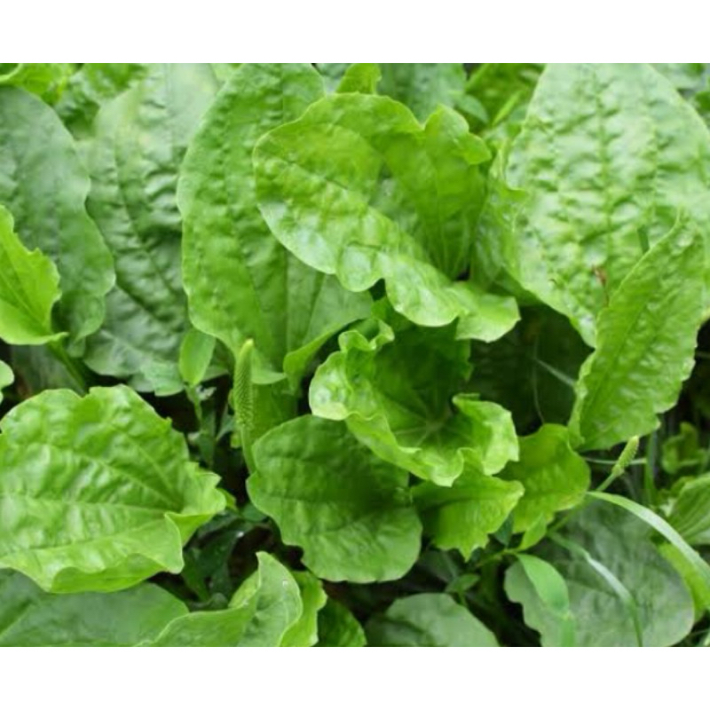 

Daun sendok segar petik langsung 1 kg plus akar-az