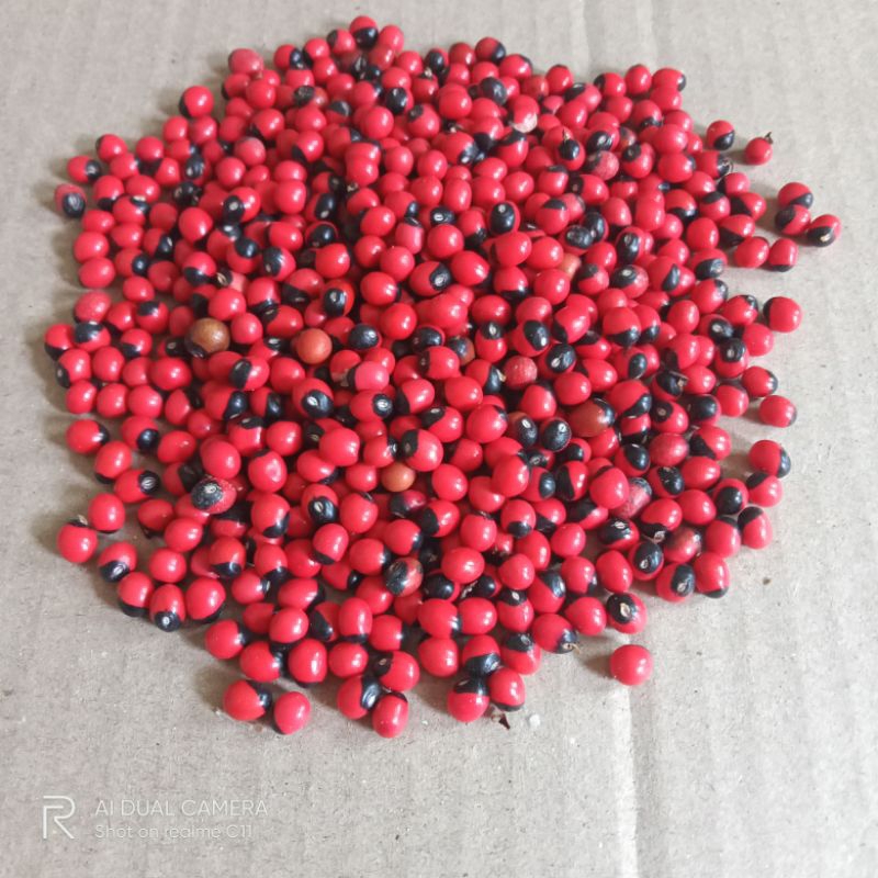 Biji Saga Rambat 10gr( kurleb 85biji )