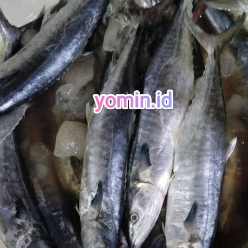 

Ikan Tenggiri/Mentah Bukan Frozen