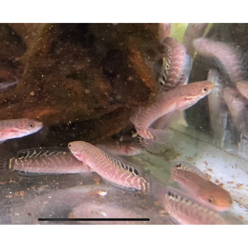 bleheri cb ternakan jatim rare item rainbow