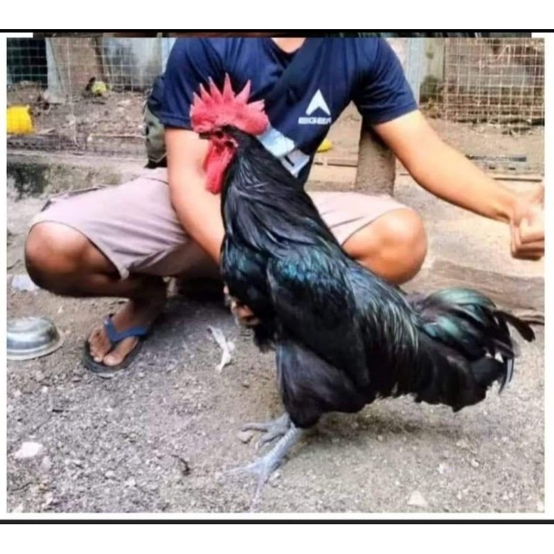

telur fertil Australorp