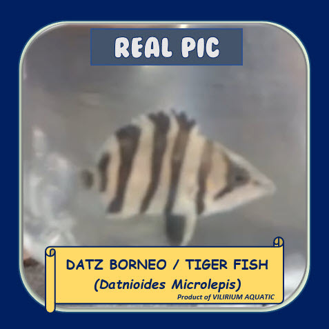 IKAN HIAS AIR TAWAR - DATZ BORNEO 4 BAR / TIGER DATZ BORNEO 4 BAR / DATNIOIDES MICROLEPIS