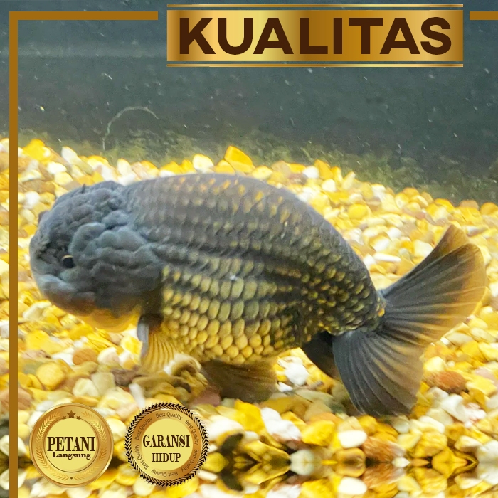 Baby Koki Black Ranchu Ikan Hias Aquascape Hiasan Aquarium Tanaman Air