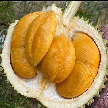 

BUAH DURIAN BLACK THORNSUPER FRESH UTUH PREMIUM