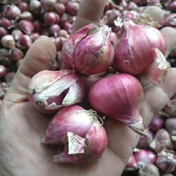 

PROMO 500gr Bawang merah super bawang merah besar bamer