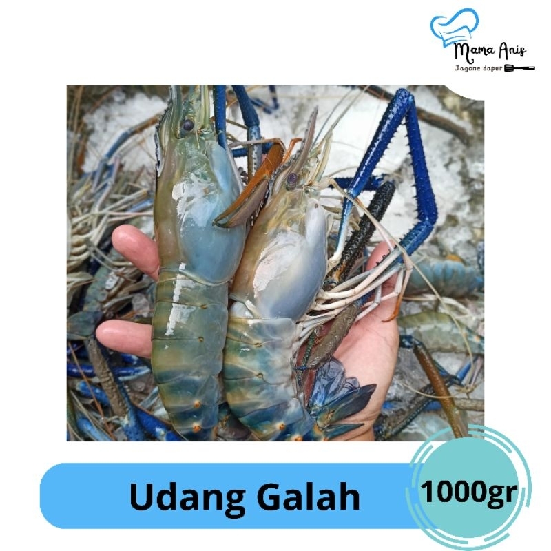 

Udang/Udang Galah/Udang Galah size 6-8 ekor/1000 gram