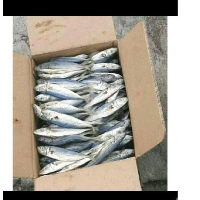 

GEREH PEDA/PEDO MURAH 1KG