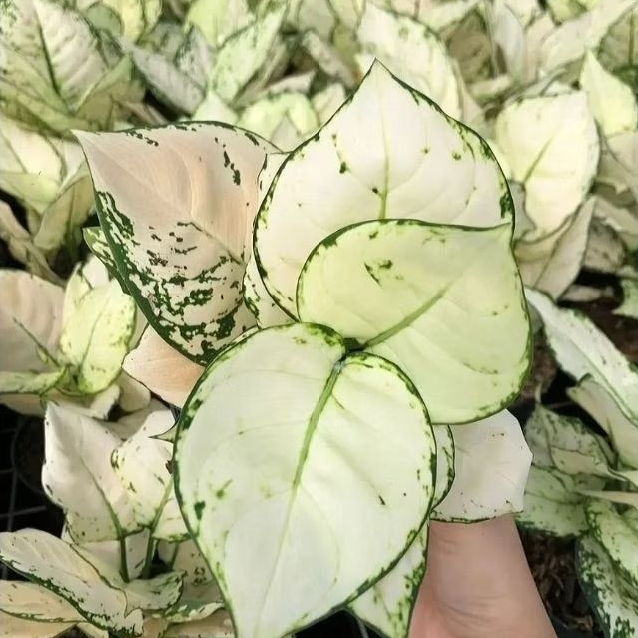 [BISA COD]Aglonema Super White Tanaman Hias Bunga Aglaonema Murah Putih BUKAN bonggol bibit//tanaman