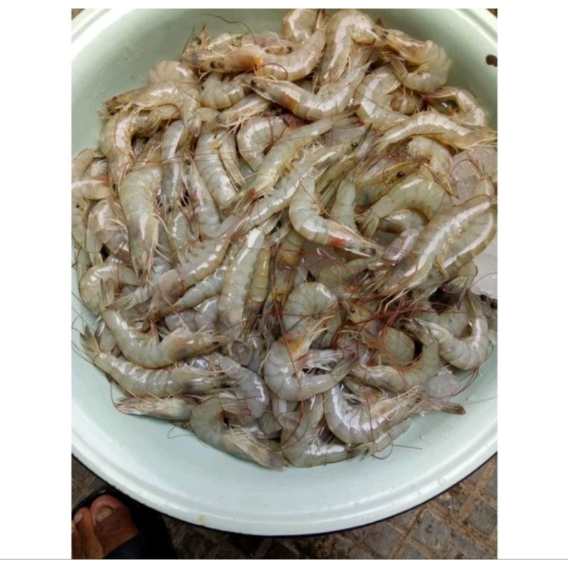 

UDANG VENAME 1KG // TERMURAH // PROMO