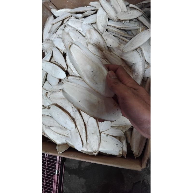 kulit sotong asinan 250g burung kenari blackthroat finch