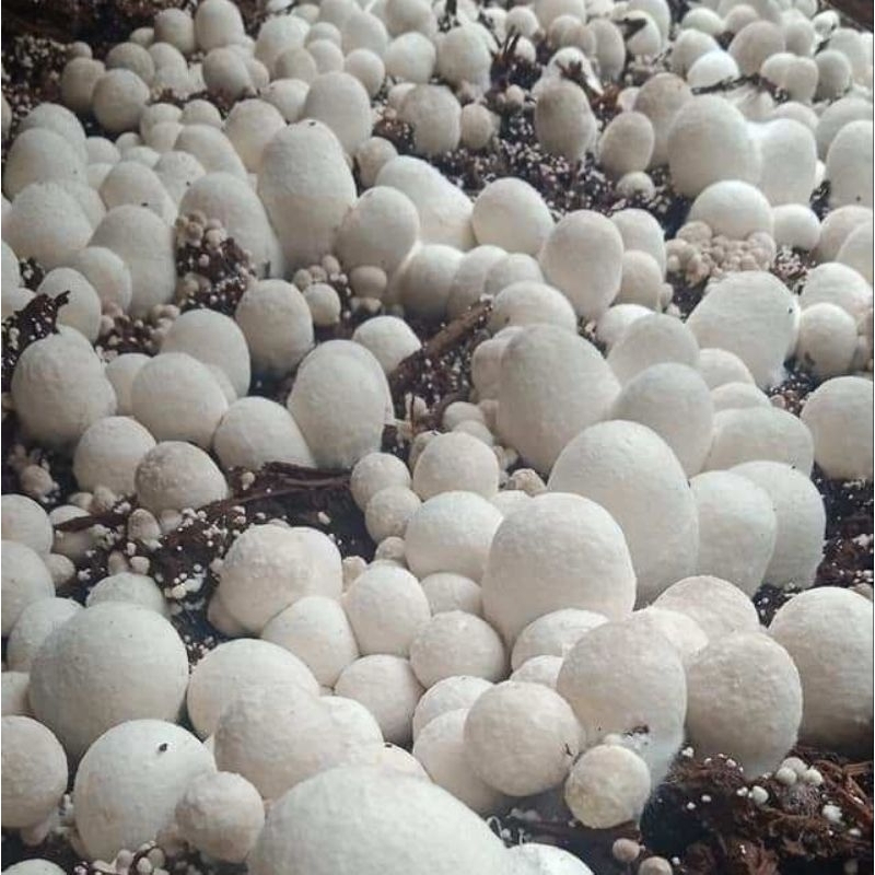 

Jamur merang freesh 500 gram