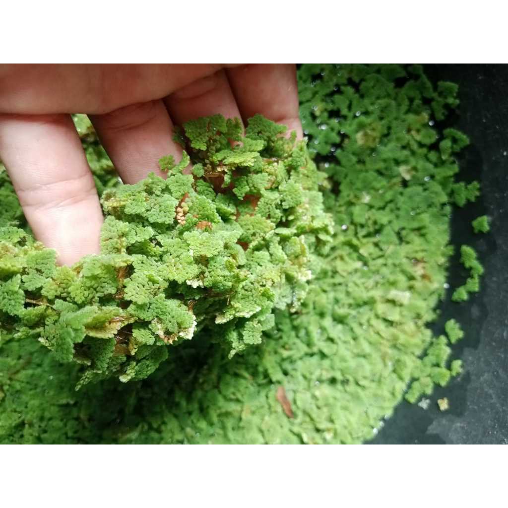 Tanaman Air Azola Pakan Ikan