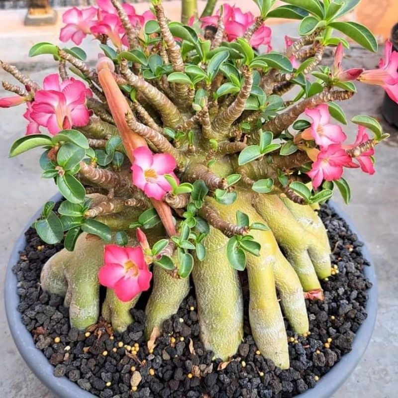 adenium arabicum hybrid