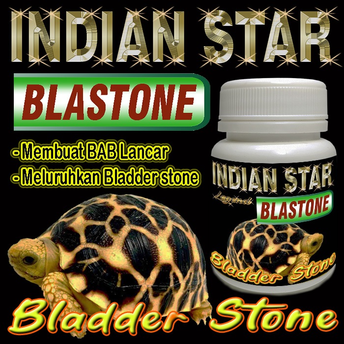 INDIAN STAR BLASTONE KAPSUL OBAT MELURUHKAN URATES REPTILE BLADER STONE BS MENGOBATI PENYAKIT BATU K