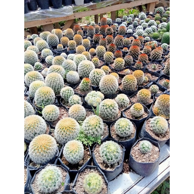 Mammilaria carmenae mini/kaktus murah/kaktus pasaman