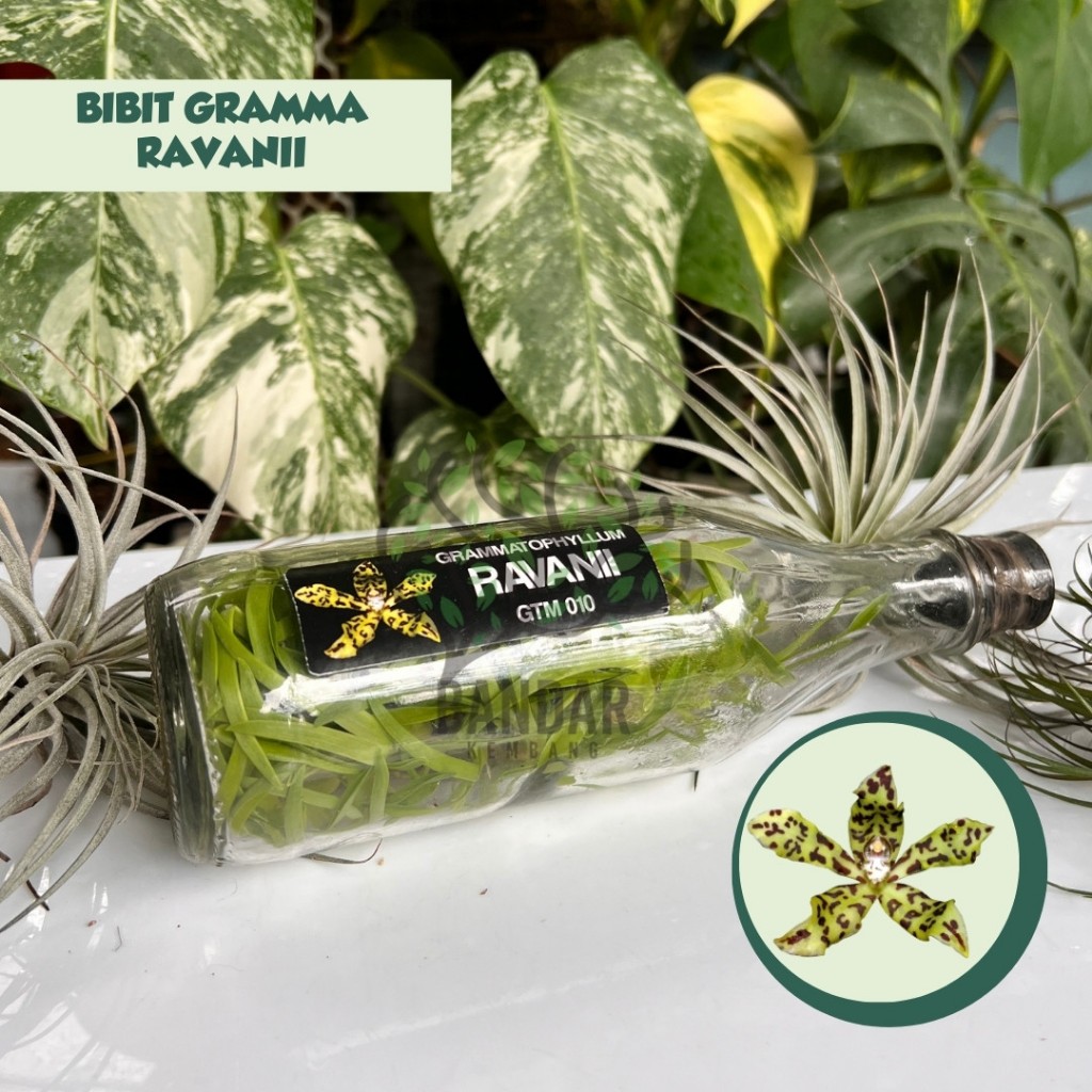 Bibit Anggrek Gramma RAVANII Botolan Warna Totol Unik Langka Koleksi