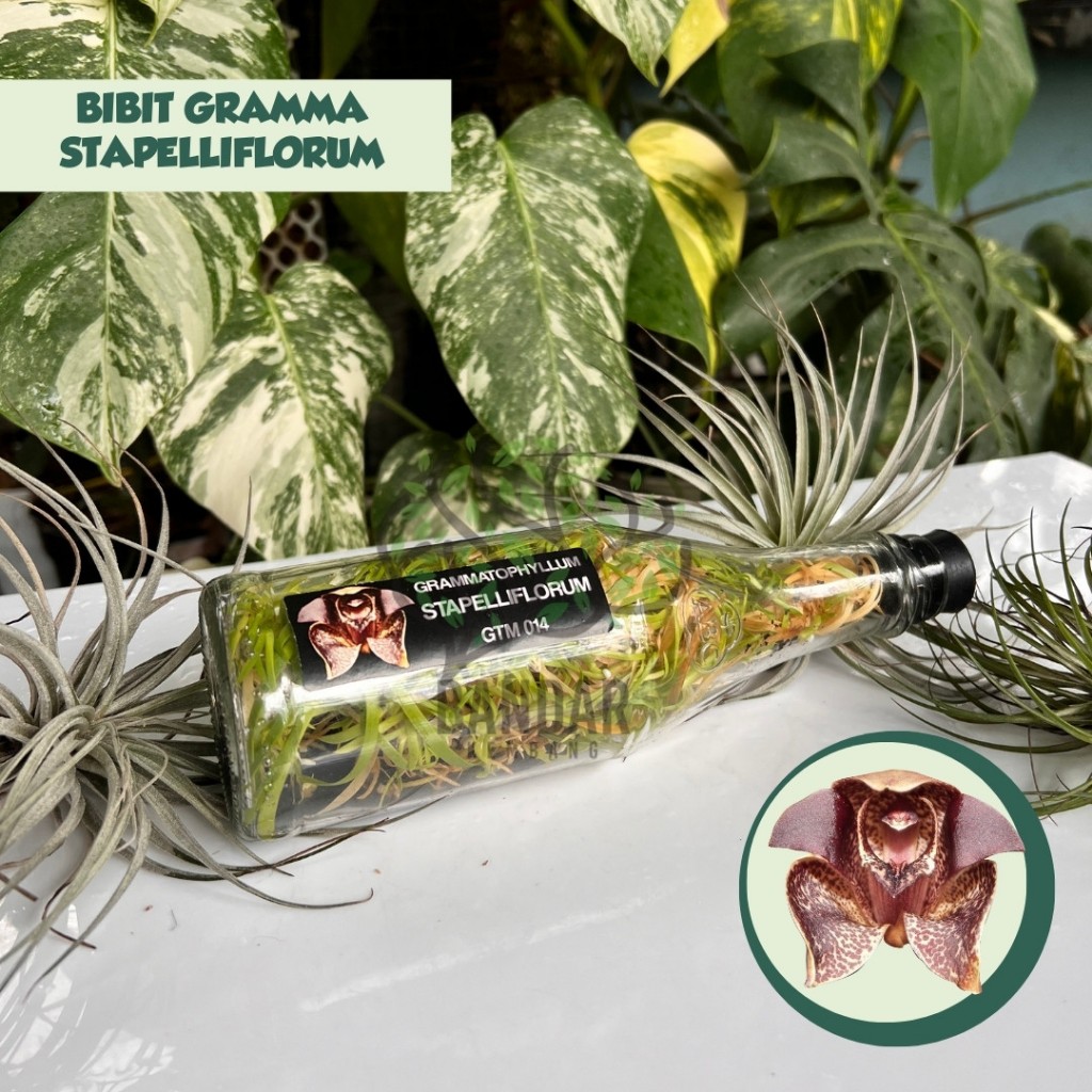 Grammatophyllum STAPELLIFLORUM Botolan Warna Unik Langka Bunga Besar